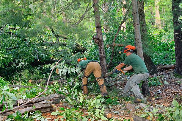 Best Root Management and Removal  in Thunder Mountain, NM
